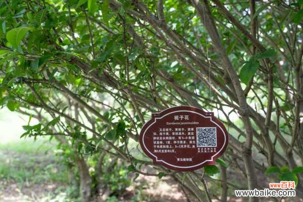 栀子花的功效和作用，栀子可以用来泡水喝吗