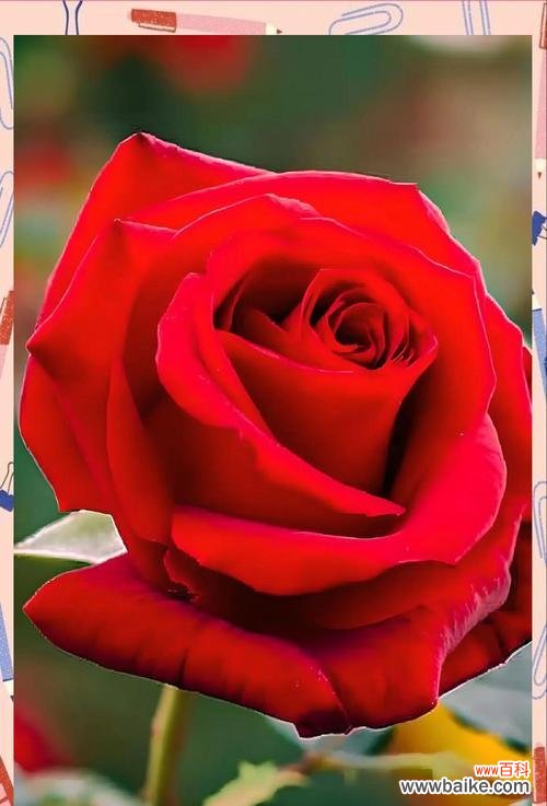 粉色玫瑰通常象征着什么？