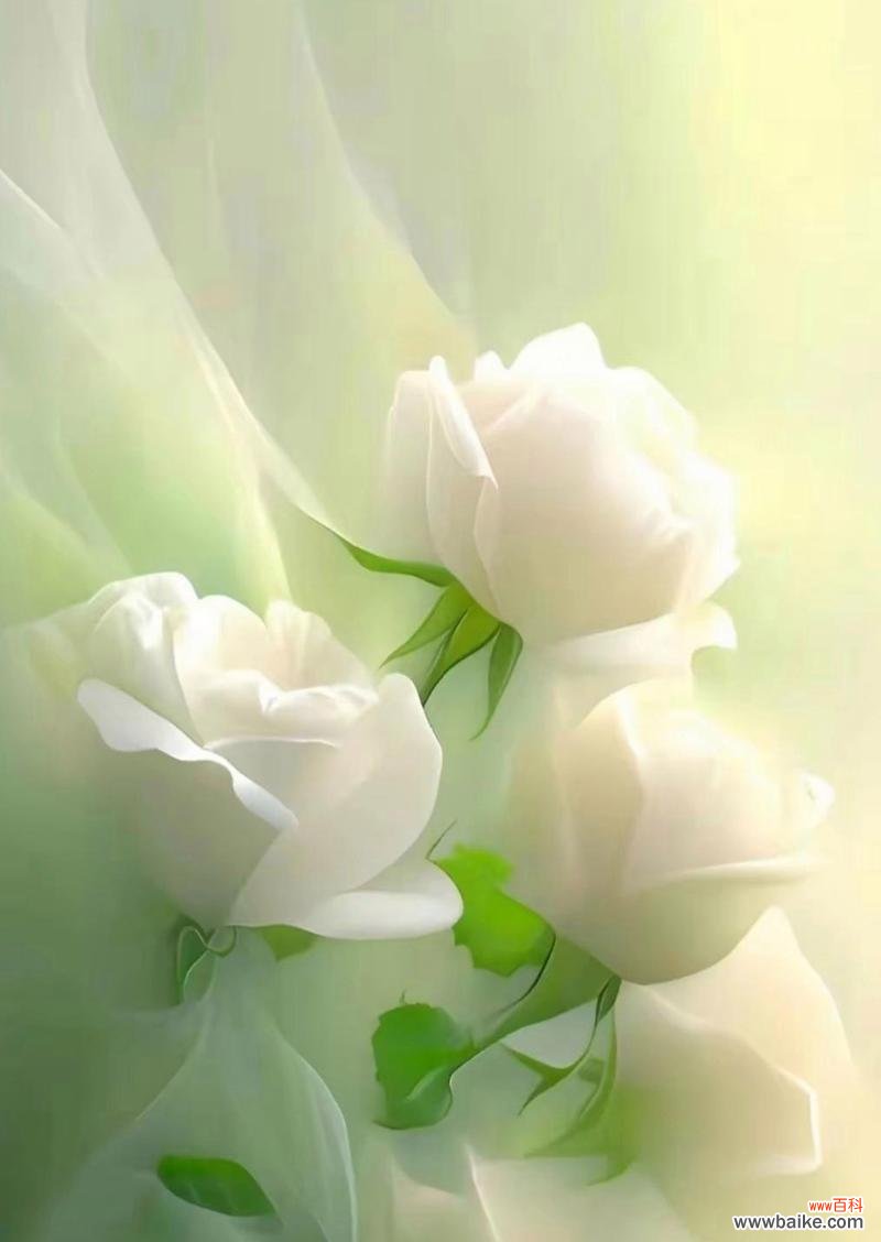 三朵白玫瑰的花语是什么？