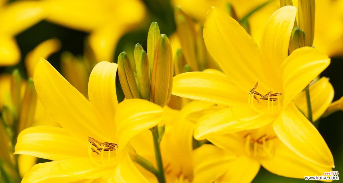 花园通常象征着什么？有哪些寓意？