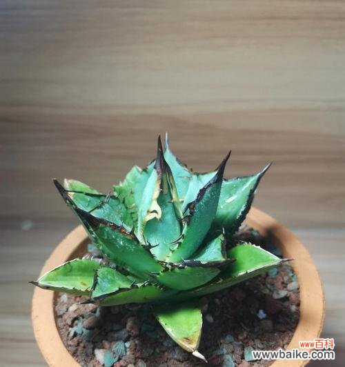 龙舌兰植物的象征意义是什么？龙舌兰在文化中有何地位？