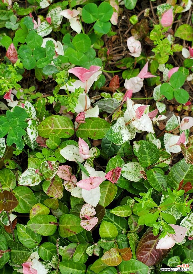 花叶络石的花语有哪些？它传达了什么样的信息？