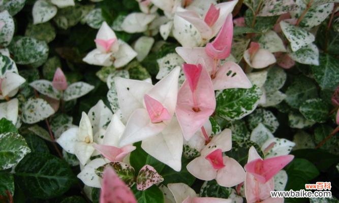 花叶络石的花语有哪些？它传达了什么样的信息？