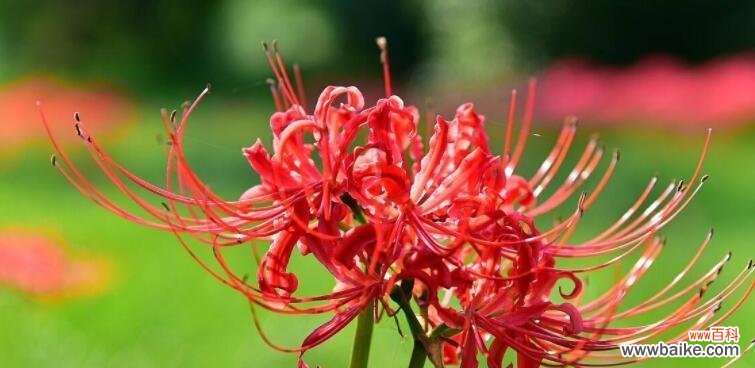 寄托不灭的思念 花语·彼岸花