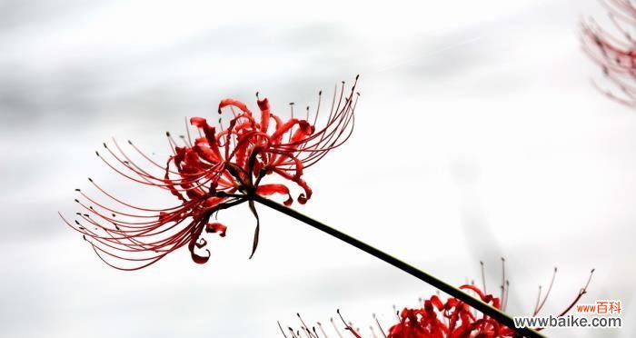 寄托不灭的思念 花语·彼岸花