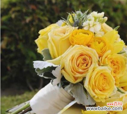 探寻黄玫瑰的含义与象征 黄玫瑰花语