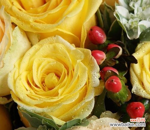 探寻黄玫瑰的含义与象征 黄玫瑰花语