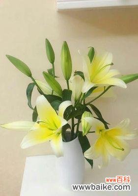 百合花的寓意和象征 探究百合花语