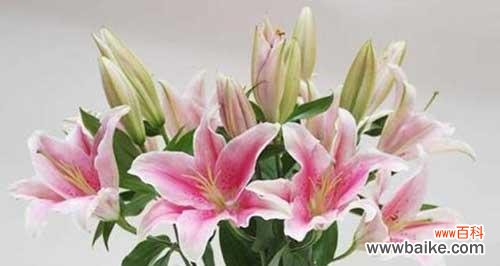 百合花的寓意和象征 探究百合花语