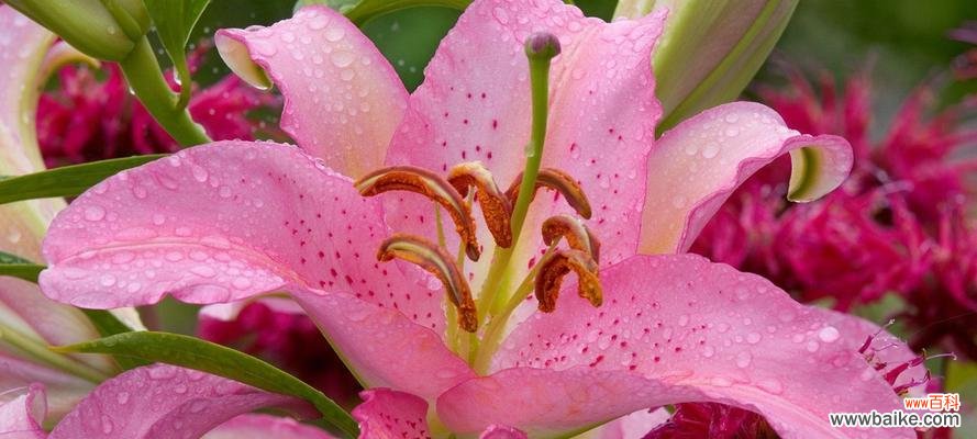 百合花的寓意和象征 探究百合花语