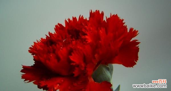 浪漫的爱情与热情的烙印 红色康乃馨的花语