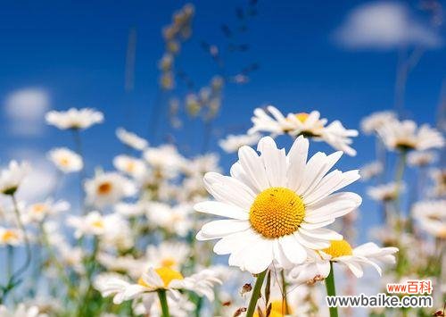 传承自然之美,传递真挚情感 探秘雏菊花语