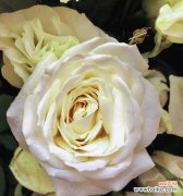 寓意高贵典雅 白玫瑰花语的含义