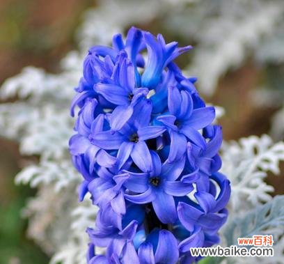 寓意深刻的花朵中，风信子所代表的含义 风信子的花语