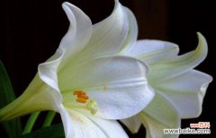 揭开百合花的丰富内涵与传承文化的含义 解读百合花的花语