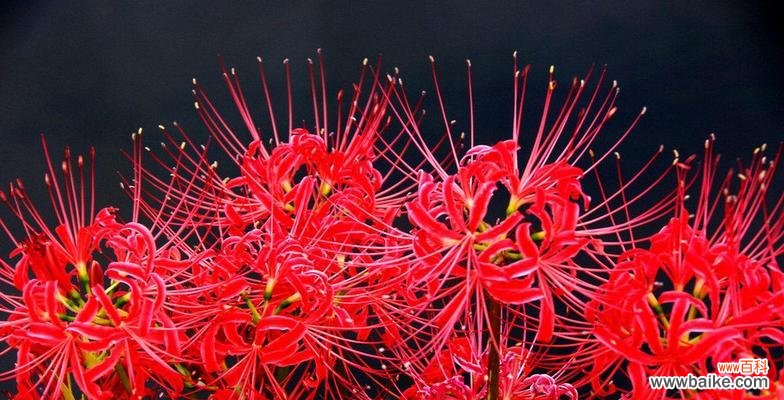 这朵花究竟代表着什么？ 解读彼岸花的花语