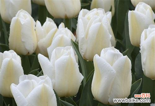 纯洁美丽，神秘而清新 白色郁金香的花语
