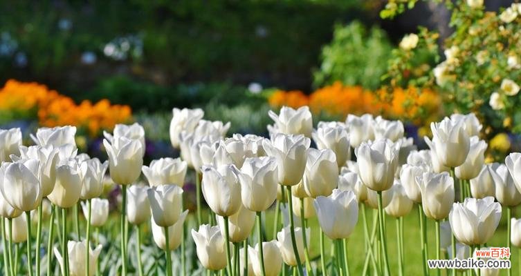 纯洁美丽，神秘而清新 白色郁金香的花语