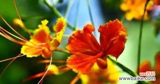 探寻凤凰花美丽的内涵与魅力 凤凰花花语及其象征意义