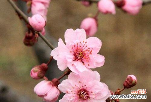 探寻梅花背后的文化内涵与美学价值 梅花的象征意义及其美丽之处