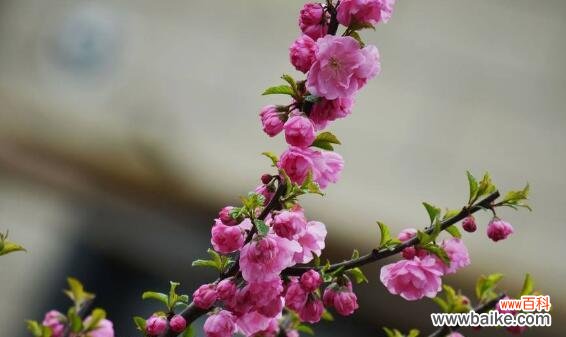 傲雪凌霜 梅花的象征意义与文化内涵