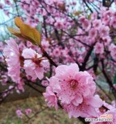 探寻美人梅的花语及其象征意义 美人梅的花语