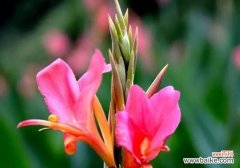 探索美人蕉花语的深刻内涵 美人蕉花语