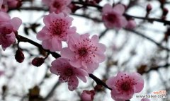 探索美人梅背后的象征意义和文化内涵 美人梅的寓意与魅力