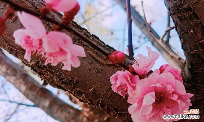 寓意深远的梅花语言 美人梅花语——传递美丽与坚强