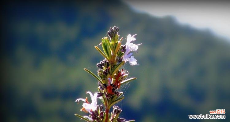 揭秘迷迭香花语 迷迭香的花语与寓意