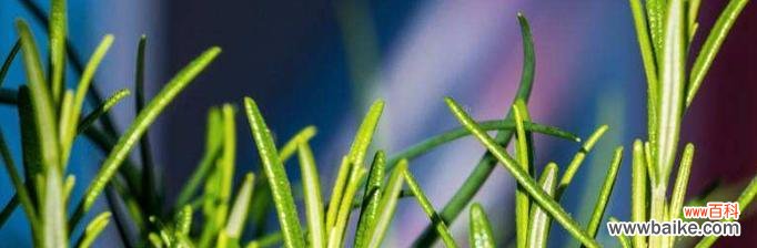 一种神秘的植物 迷迭香的花语及其美妙寓意