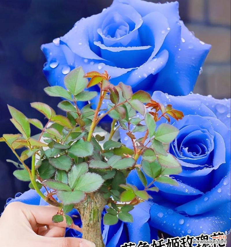 蓝色玫瑰的花语是什么？蓝色玫瑰适合什么场合？