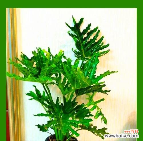 春羽花卉的寓意和含义是什么？