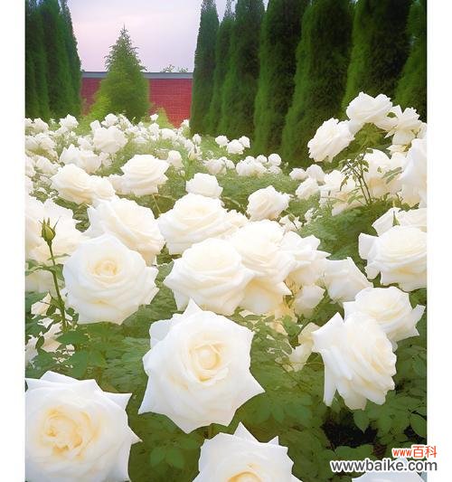 五朵白玫瑰和茉莉的花语是什么？它们组合代表什么？