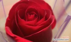 玫瑰花开预示着什么？