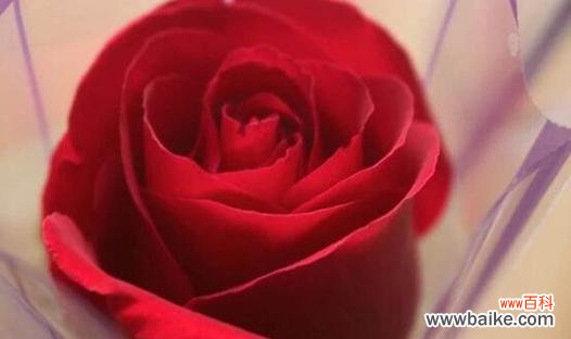 玫瑰花开预示着什么？