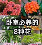 小花床单的寓意是什么？它如何影响睡眠质量？