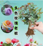 自由变换玫瑰花的花语有何不同？玫瑰花的花语有哪些变化？