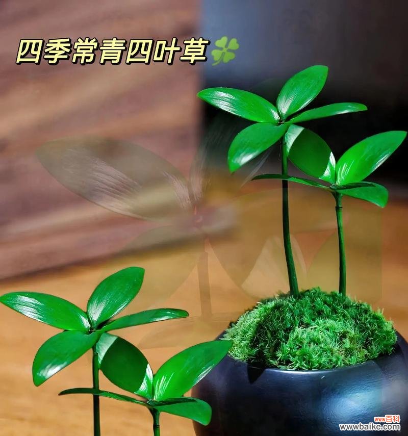 四叶草花盆栽的寓意是什么？通常象征着什么？