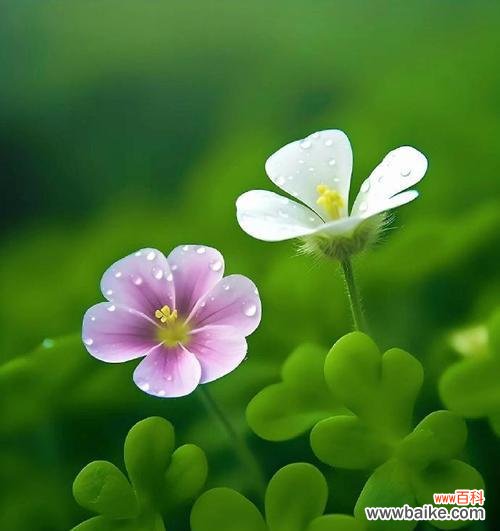 四叶草花盆栽的寓意是什么？通常象征着什么？