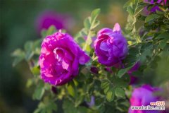 玫瑰花如何泡水喝，如何喝才好