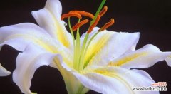 赏花不止美，了解花语更加深情 解析粉百合的花语