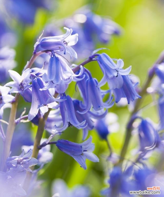 揭秘风铃草的八个花语 风铃草花语的含义