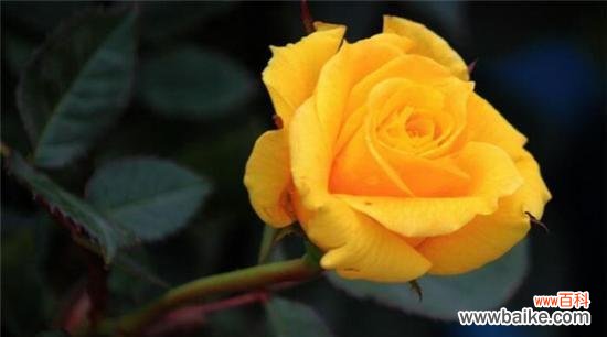 缘起、传承、涵义、独特之处,看透黄玫瑰的花语 黄玫瑰的代表意义与传说