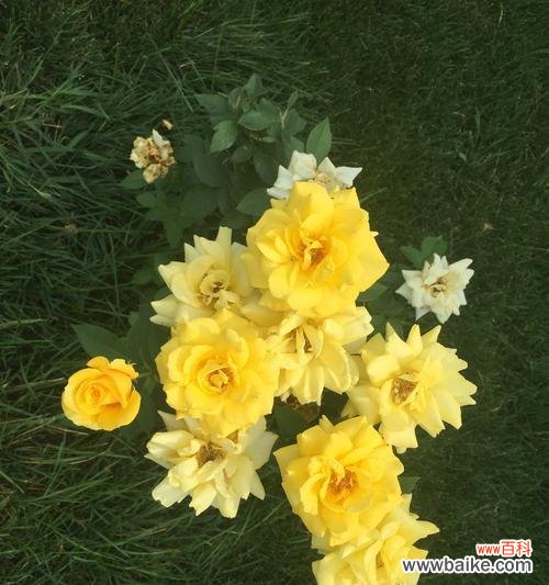 缘起、传承、涵义、独特之处,看透黄玫瑰的花语 黄玫瑰的代表意义与传说