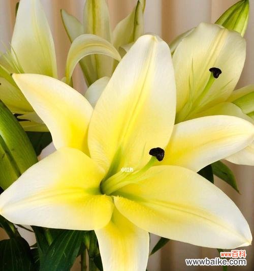 探寻百合花的花语与象征 寄托着美好爱情的百合花