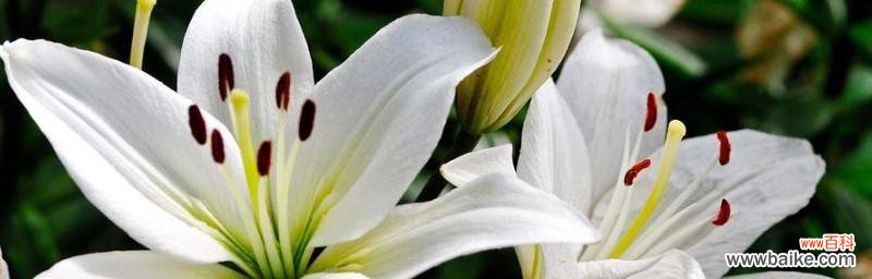 探寻百合花的花语与象征 寄托着美好爱情的百合花