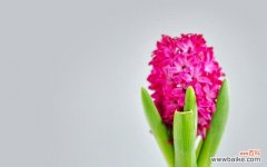 传递春天的气息 解读风信子的花语