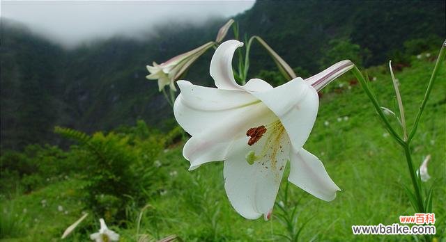 探究百合花语背后的故事与寓意 百合花语的含义及其象征意义