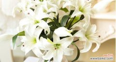 探究百合花语背后的故事与寓意 百合花语的含义及其象征意义